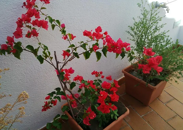 Nou Estrelles