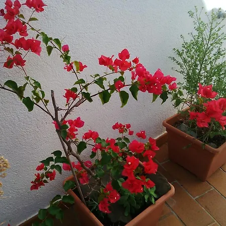 Nou Estrelles